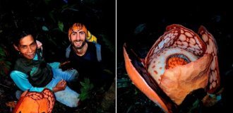 Не смог  сдержать слёз: мужчина 13 лет искал один из редчайших  цветков в индонезийских джунглях (6 фото + 1 видео)