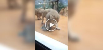 Львы играют с большой бутылкой