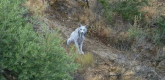 В Испании впервые в истории сняли белую рысь (2 фото + в видео)