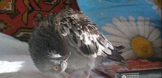 Pigeons on the street are strangely shaking their heads - what's wrong with them, and is it contagious (4 photos)