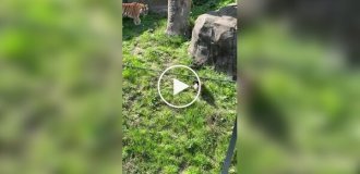 Гусь отказался стать добычей тигра
