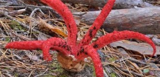 Люди показали безумные находки, от которых становится жутко (20 фото)