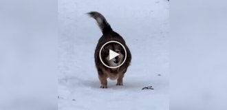 Пес с пропеллером