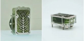 Powered by Pond Scum for 6 Years: British Researchers Create an 'Everlasting' Bio-Battery—With One Major Catch (5 Photos)