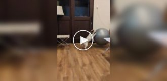Пес любит кататься на мяче для фитнеса