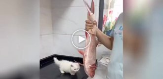 A kitten's reaction to a big fish