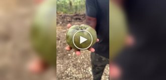 Черная сапота — фрукт, который называют «шоколадным пудингом»