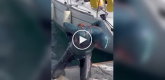 Осьминог напал на дайвера в Турции