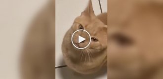 Коти теж плачуть від лука