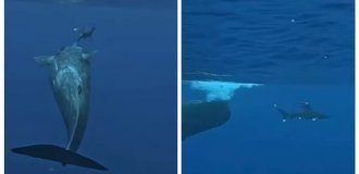 Two 45-ton sperm whales protected a diver from a shark (5 photos + 1 video)