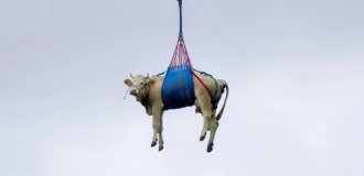 Cows were evacuated by helicopters in Switzerland (1 photo + 2 videos)