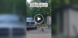 Когда завел пса, а он оказался балбесом