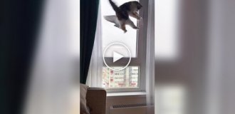 Реакция кота на пернатого у кормушки для птиц