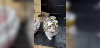 Кошеня втратило сигнал