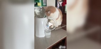 Кот наливает воду из кулера