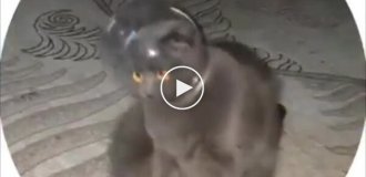 Кот-космонавт