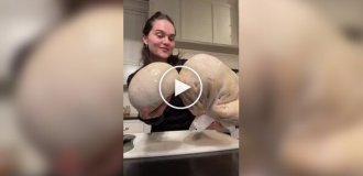 Редкий деликатес: гигантский головач и его необычные свойства