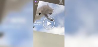 Впечатляющий ракурс: койот пьет воду со стеклянной крыши