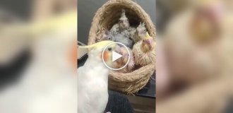 A parrot sings to its chicks