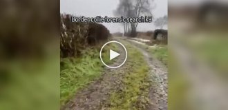 Бордер-колли в действии: как служебная собака находит вещи по запаху
