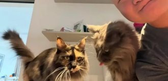 Китаец заработал 23 000 долларов за неделю, работая кото-няней (1 фото + 1 видео)