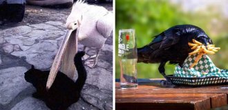 20 impudent birds that behave disgustingly and do not repent at all (21 photos)