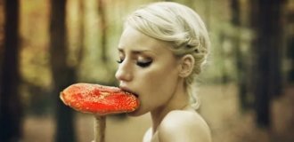 Can Eating a Fly Agaric Mushroom Actually Kill You? (5 photos)