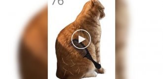 Забавная игра, в которой нужно вычесывать кота