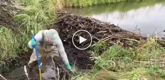 Liquidation of a beaver dam