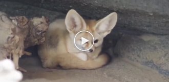 Фенек использует хвост в качестве подушки