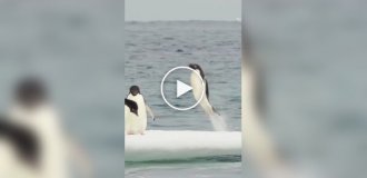 Пингвин красиво выпрыгнул из воды к своим друзьям