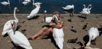 В Лондоне мужчине запретили посещать парк из-за чрезмерной любви к лебедям (4 фото)