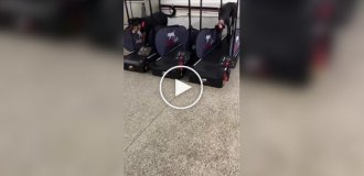 В США «хитрый» корги обманул полицейскую академию