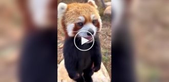 Did you know that the red panda has no pads on its paws