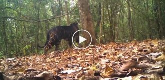 A forest camera captured a tiger with an unusual coloring