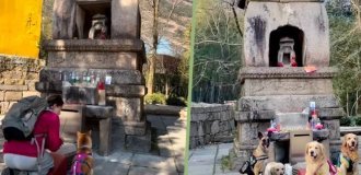 Китайцы заставляют собак помолиться (6 фото)