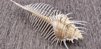 Murex: Who Lives in the Most Beautiful Shell (10 photos)