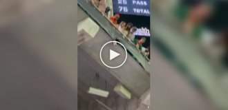 Котодрама на стадіоні