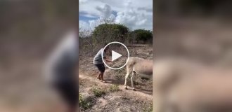 Странные видео (короткие видео). Выпуск 42