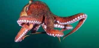 Гигантский тихоокеанский осьминог: властелин холодных вод (6 фото)