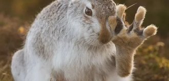 Заяц: чтобы выжить — ломает кости. Свои и чужие (14 фото)