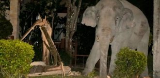 Furious rage: elephants take revenge on people (5 photos)