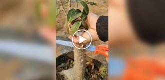 Як роблять щеплення деревам