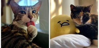 Cat dreams: 20 activities of cats in moments of lyrical mood (21 photos)