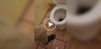 В Австралії килимовий пітон забрався в унітаз у парку