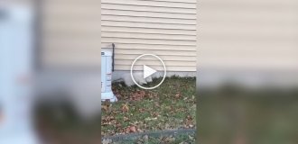 В США засняли жирненького опоссума-альбиноса