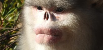 Snub-nosed monkey: the consequences of mountain life (10 photos)