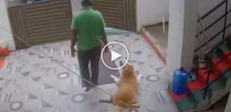 Пес притворился, что у него болит лапа, чтобы хозяин его погладил