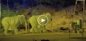 Відвідувачі китайського парку виявили, що «слони» виявилися людьми в костюмах.