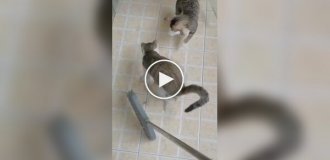 Cats prevent their owner from sweeping